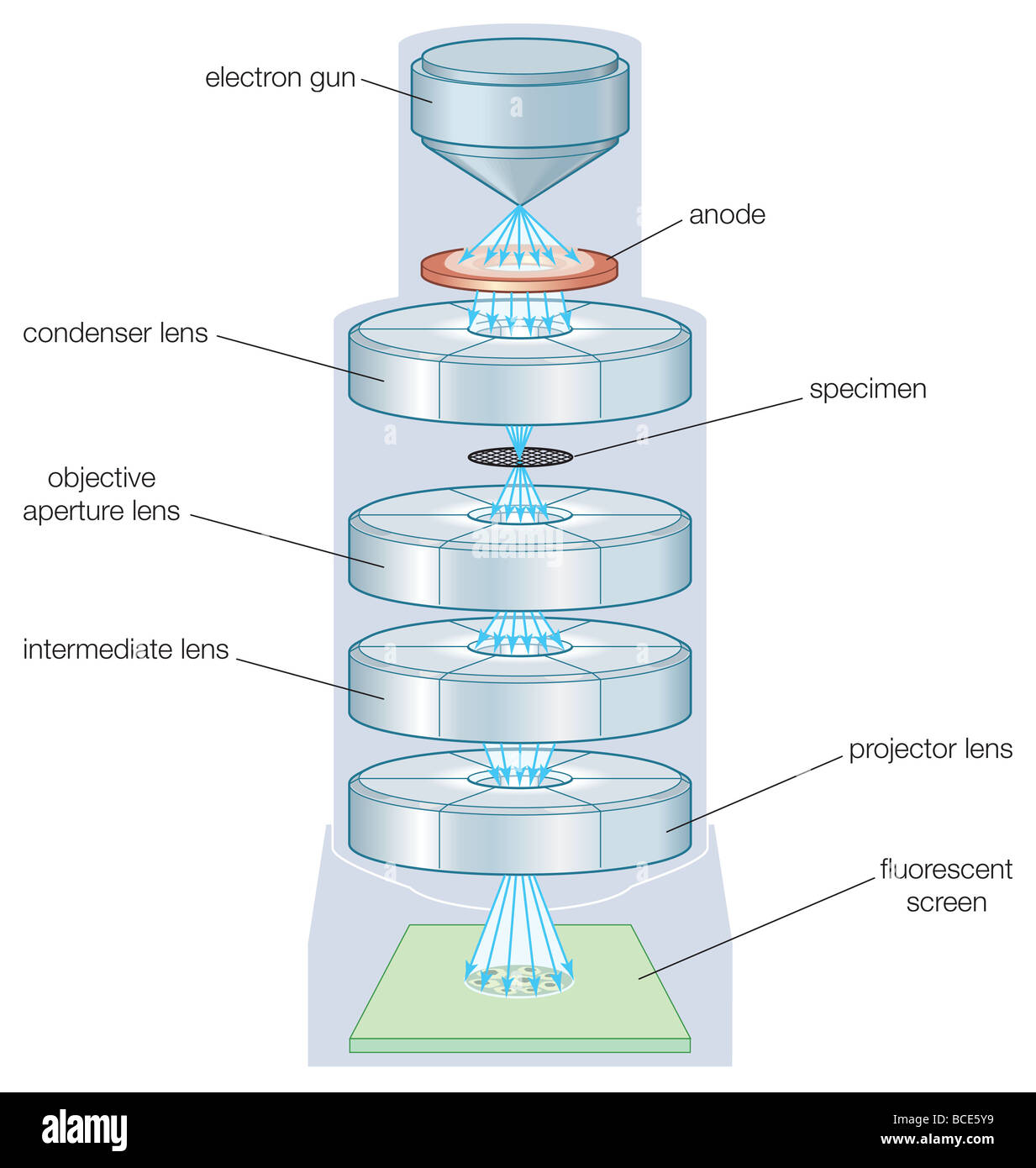 Les composants d'un microscope électronique à transmission (TEM). Banque D'Images