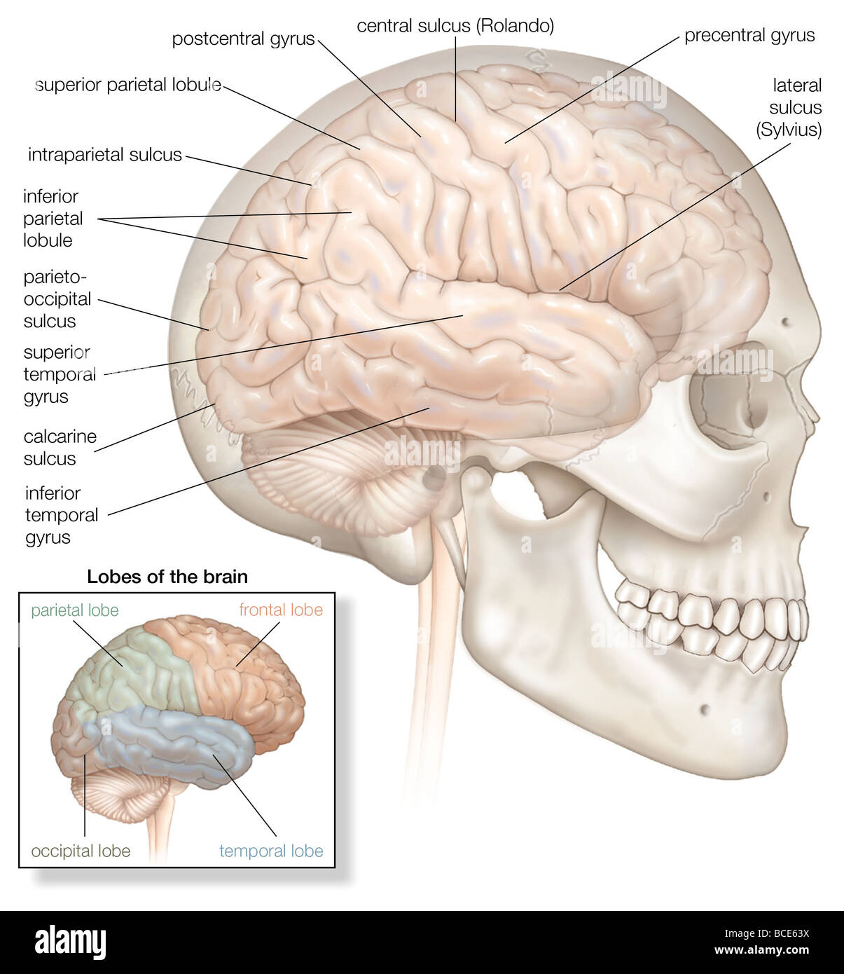 L'hémisphère droit du cerveau humain, illustré à l'intérieur in situ le ...