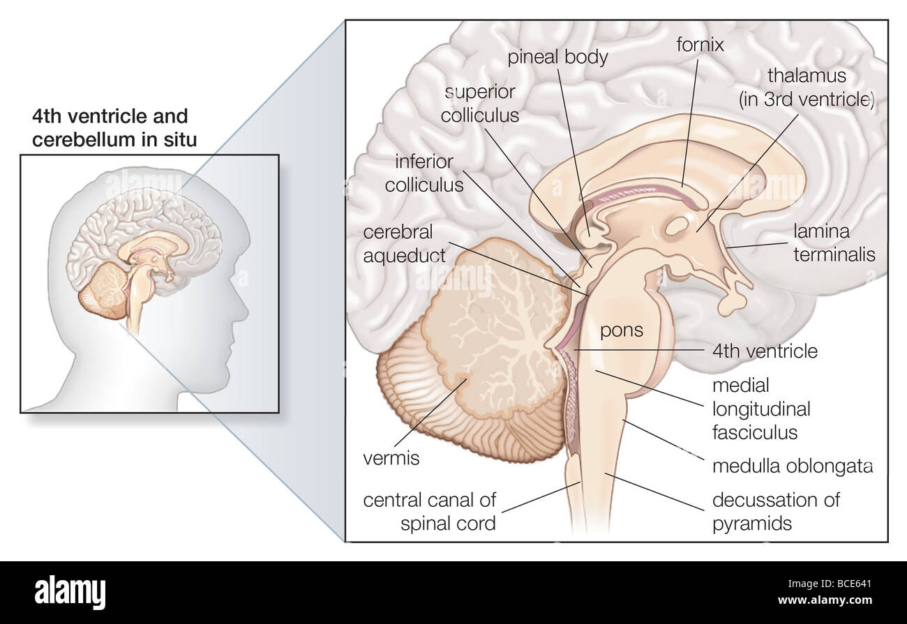 Section sagittale du cerveau humain, montrant les structures du cervelet, du tronc cérébral, et ventricules cérébraux. Banque D'Images