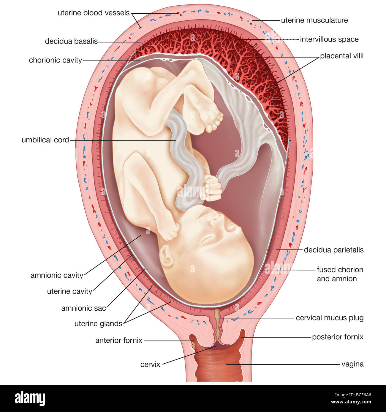 Schema D une Coupe Frontale Du Tronc D une Femme Plan Postérieur A human amnion Banque de photographies et d'images à haute résolution - Alamy