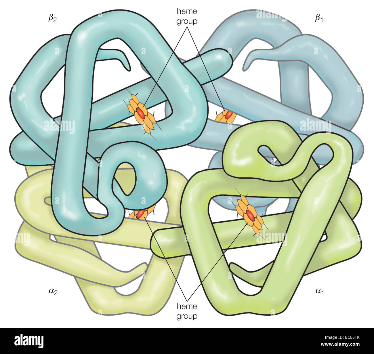L'hémoglobine est une protéine composée de 4 chaînes polypeptidiques, chacun attaché à un groupe composé de l'hème et de porphyrines un atome de fer. Banque D'Images