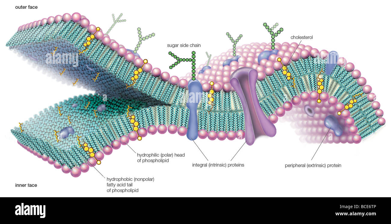 Un point de vue moléculaire de la membrane cellulaire, en soulignant les phospholipides, le cholestérol et les protéines intrinsèques et extrinsèques. Banque D'Images