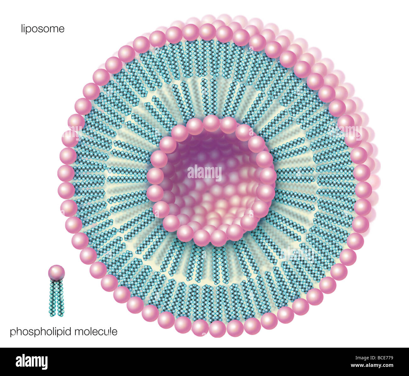 Les phospholipides peuvent former, à double paroi sphères creuses appelées liposomes, utile d'encapsuler des molécules telles que les produits pharmaceutiques. Banque D'Images