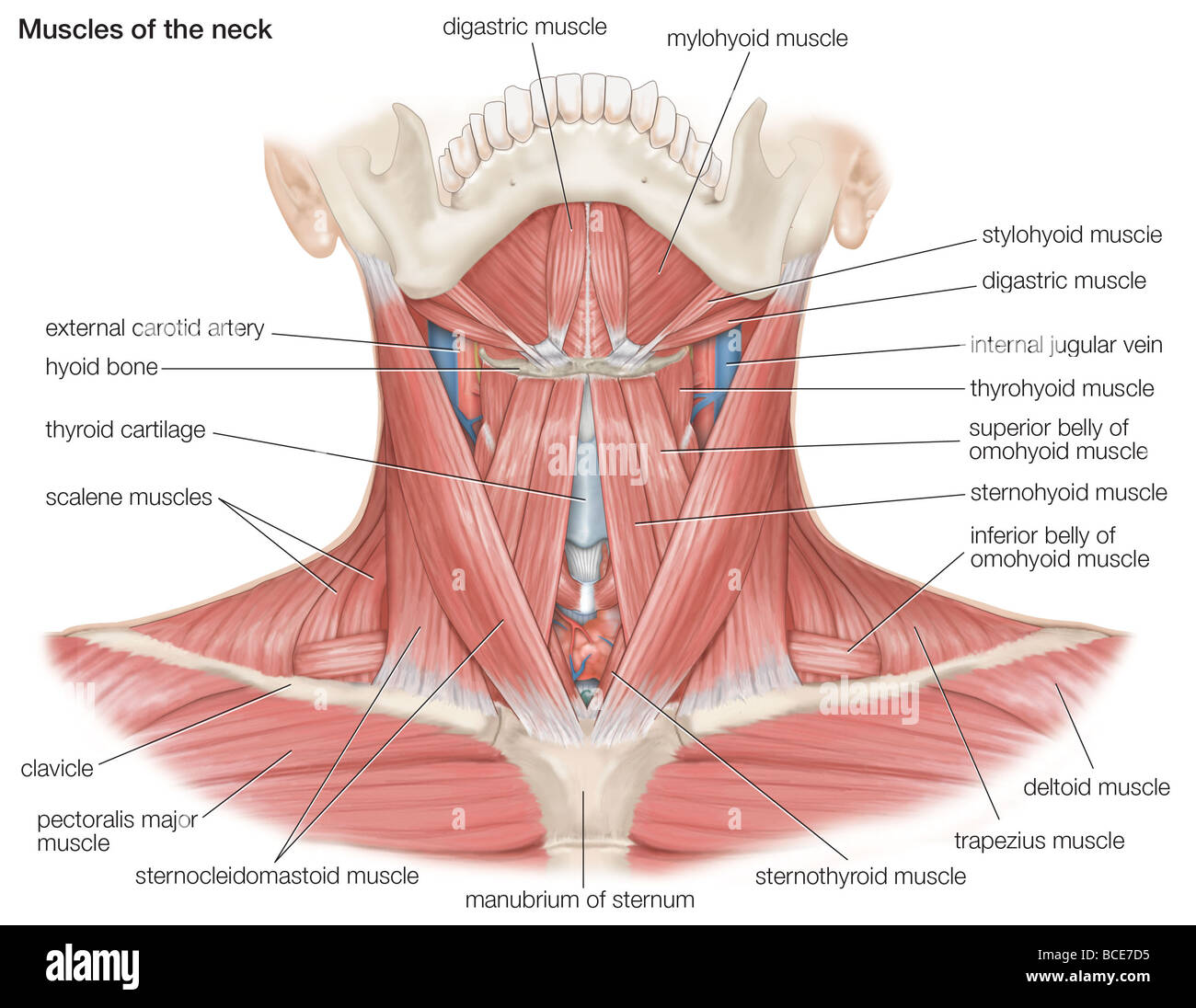 Les muscles du cou de l'homme, ainsi que sur les principaux os et les