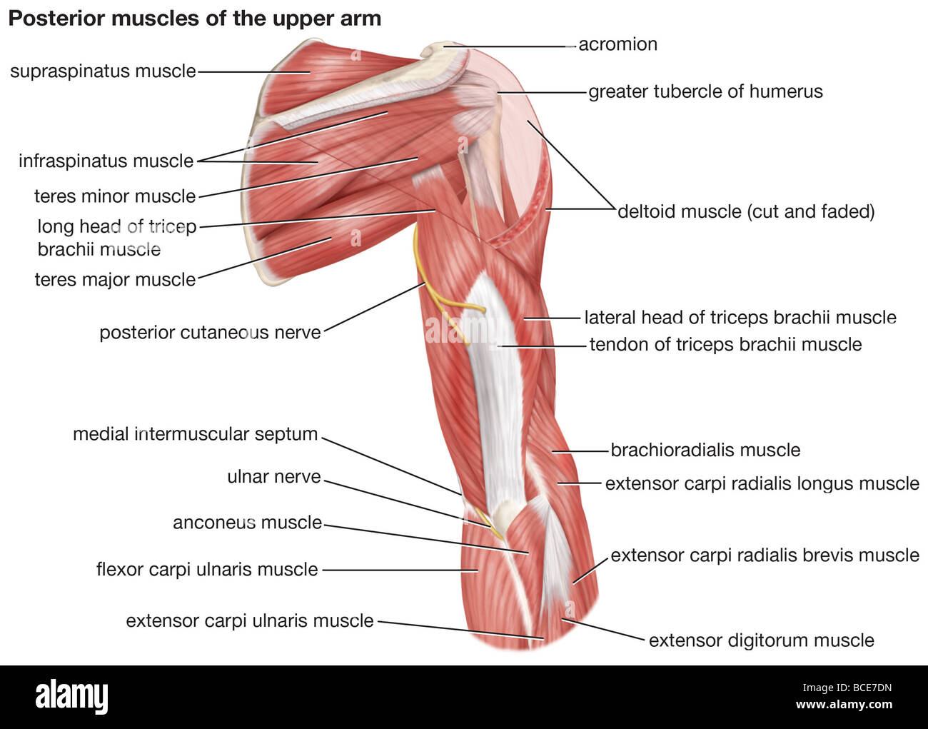 Une vue postérieure des muscles de la partie supérieure du bras humain