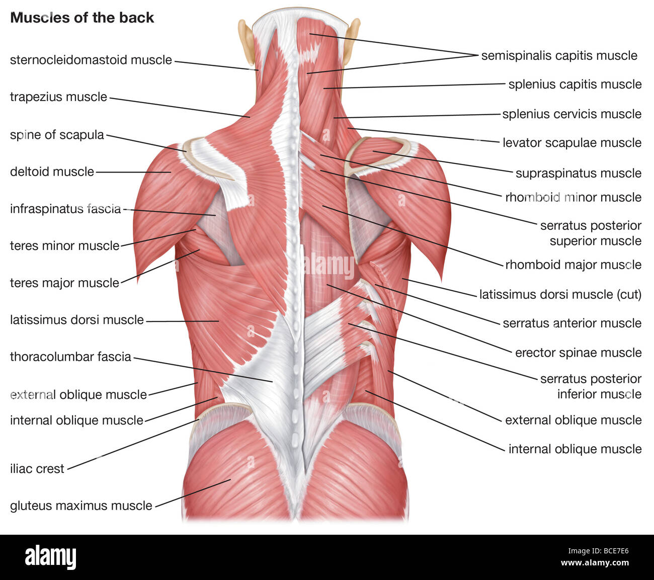 Les muscles du dos Photo Stock - Alamy