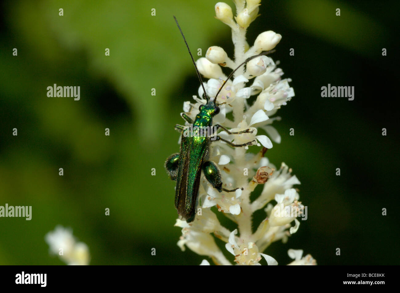 Pattes épaisses beetle fleur homme Oedemera nobilis Oedemeridae sur une fleur de jardin UK Banque D'Images