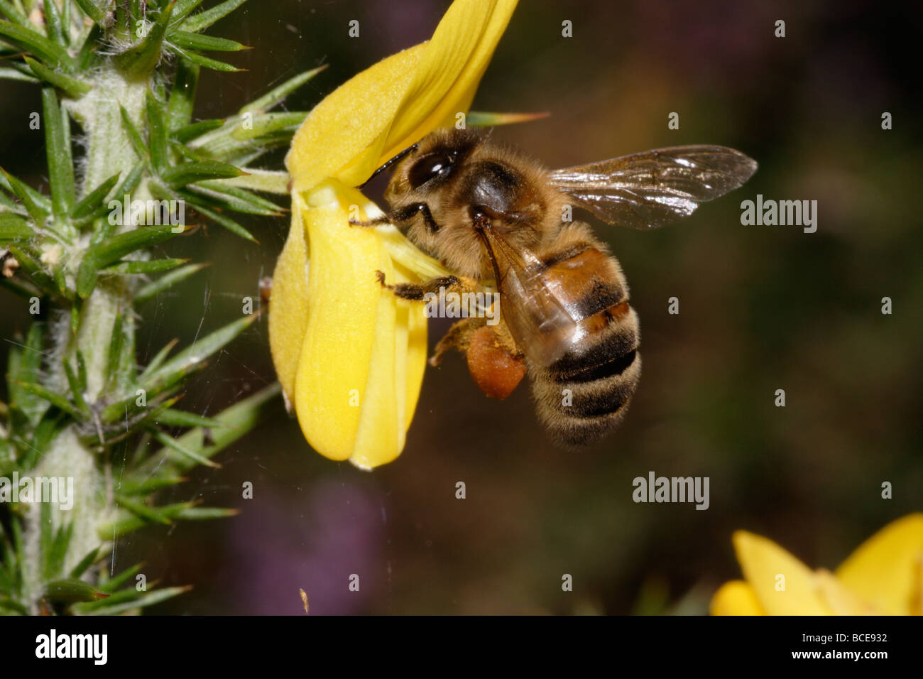 Le brossage de l'abeille Apis mellifera l'ajonc d'ouest au large de pollen des anthères qui viennent en butée vers le haut contre le dessous, uk Banque D'Images