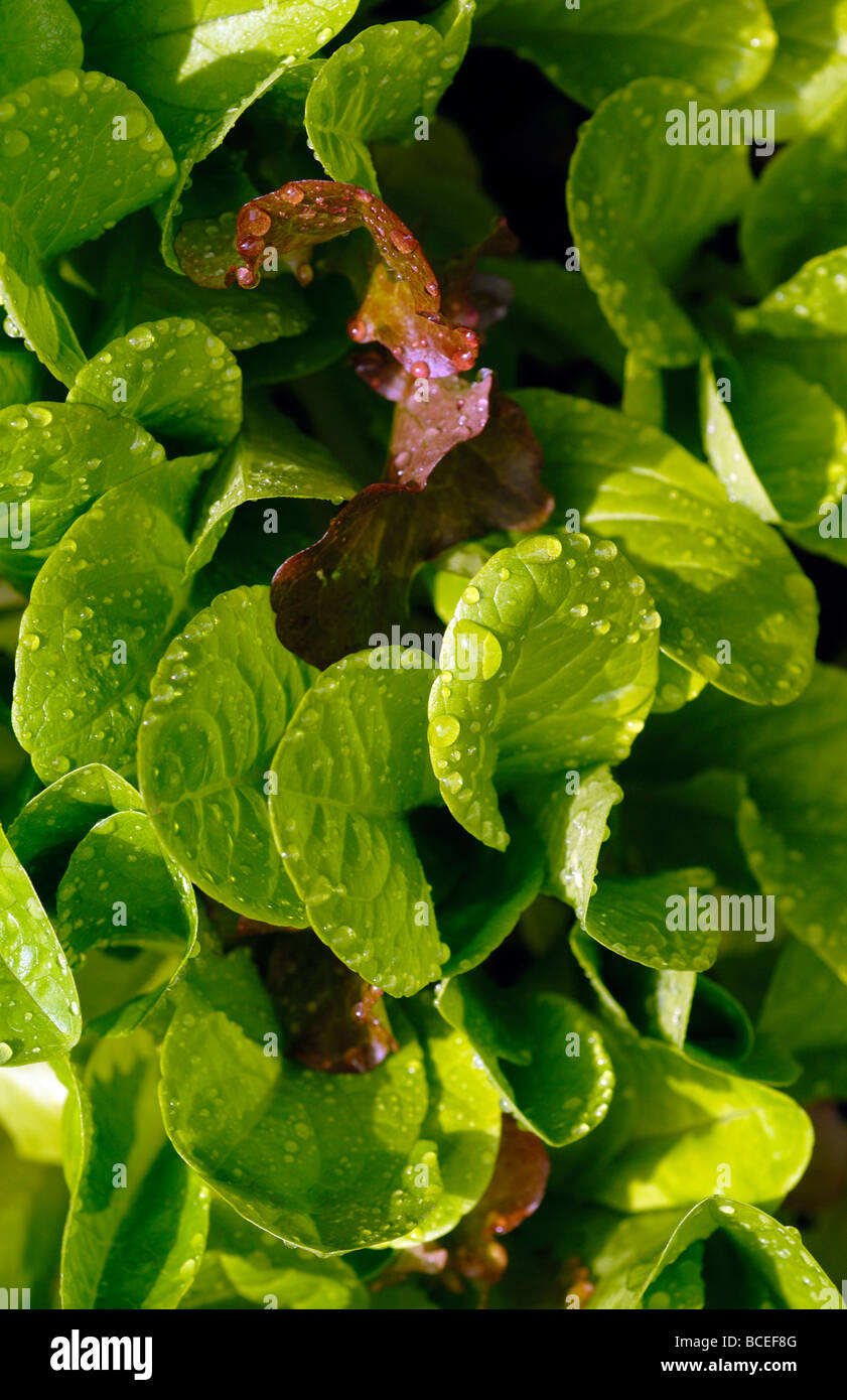 Feuilles de SALADE MIXTE CROISSANTE Banque D'Images