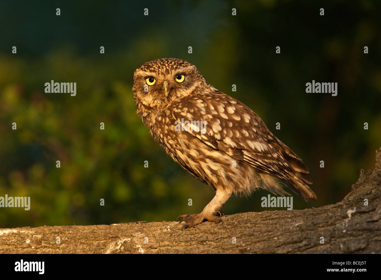 Peu d'adultes de terriers (Athene noctua), Aldreth, Cambridgeshire Banque D'Images