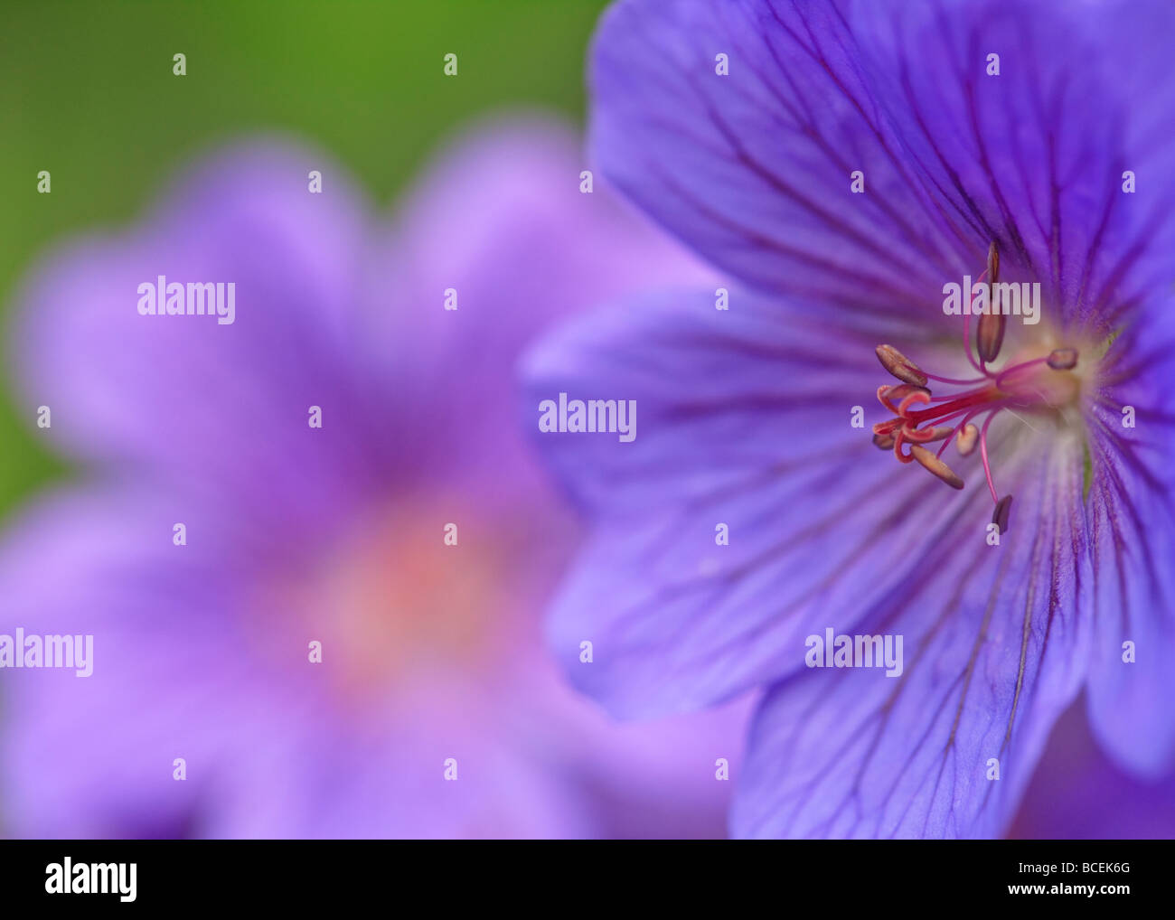 Deux Hardy Geraniums pousse dans un jardin de campagne anglaise Banque D'Images