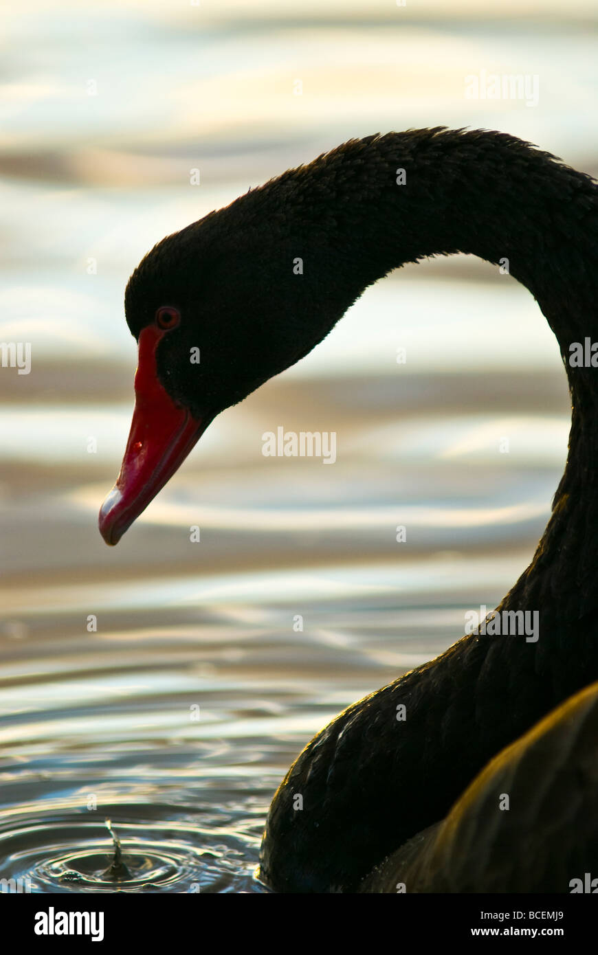 Une goutte d'eau se détache du bec du Cygne Noir au coucher du soleil. Banque D'Images