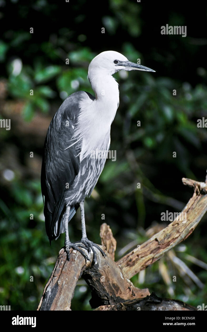 Le preened les plumes d'un white-necked Heron sur une branche d'arbre. Banque D'Images