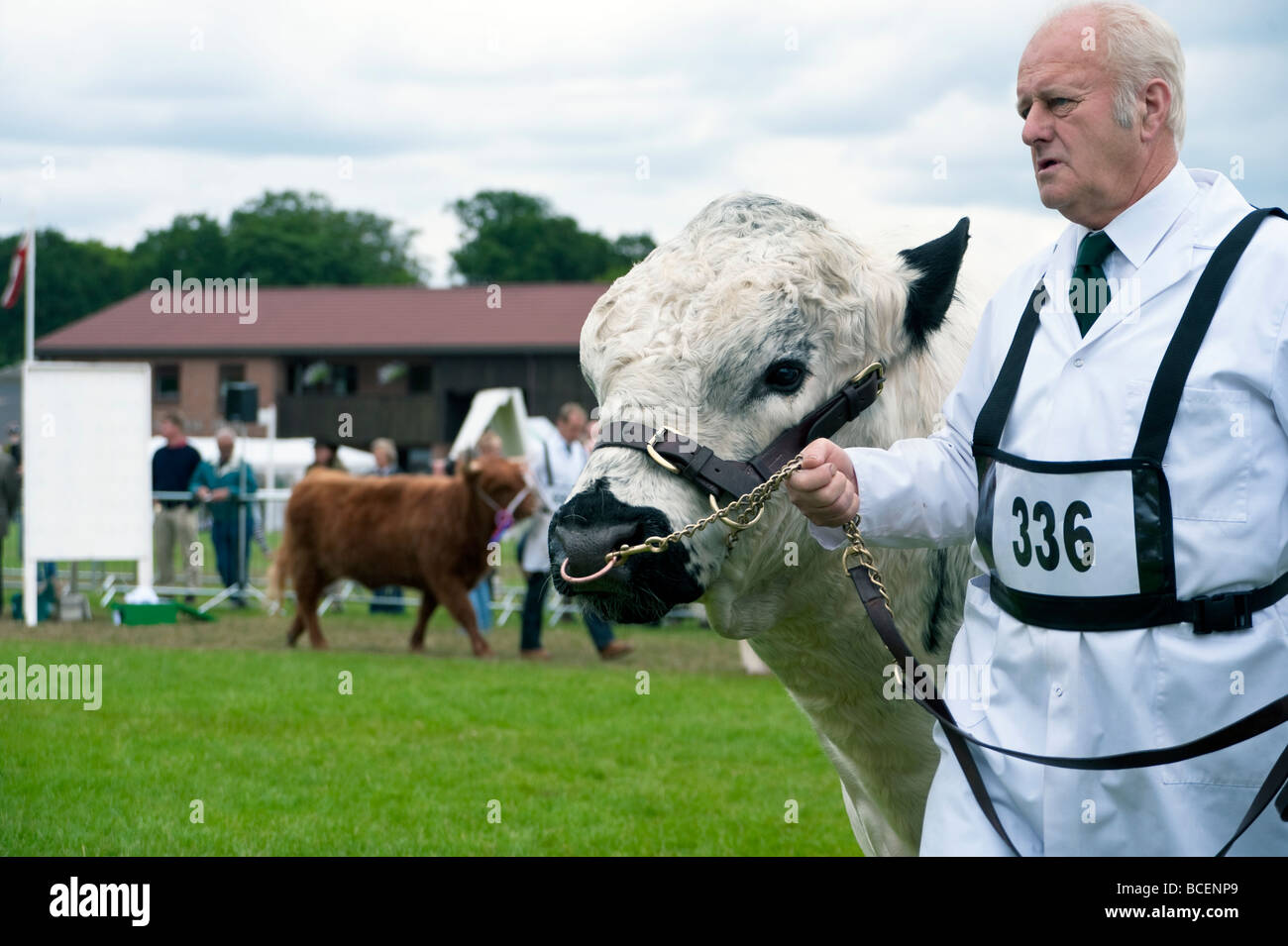 La dernière Royal Agricultural Society of England Show à Stoneleigh, Warwickshire, Royaume-Uni. L'élevage Royal Show class. Les bovins de boucherie. Banque D'Images