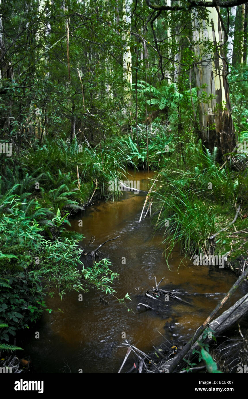Un flux d'eau douce s'écoule à travers la forêt de sorbier et fern gullies Banque D'Images
