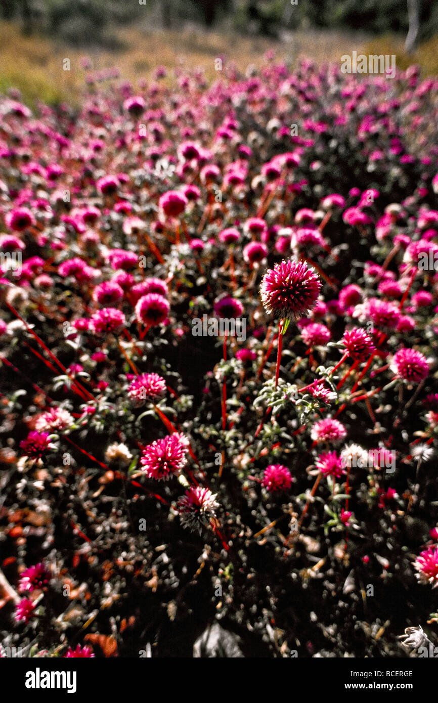Grappes denses de fleurs rose Boutons Batchelors dans une forêt ouverte. Banque D'Images