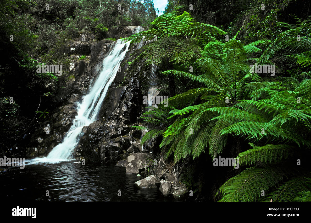 Cascade Falls Steavenson par une dense forêt d'eucalyptus. Banque D'Images