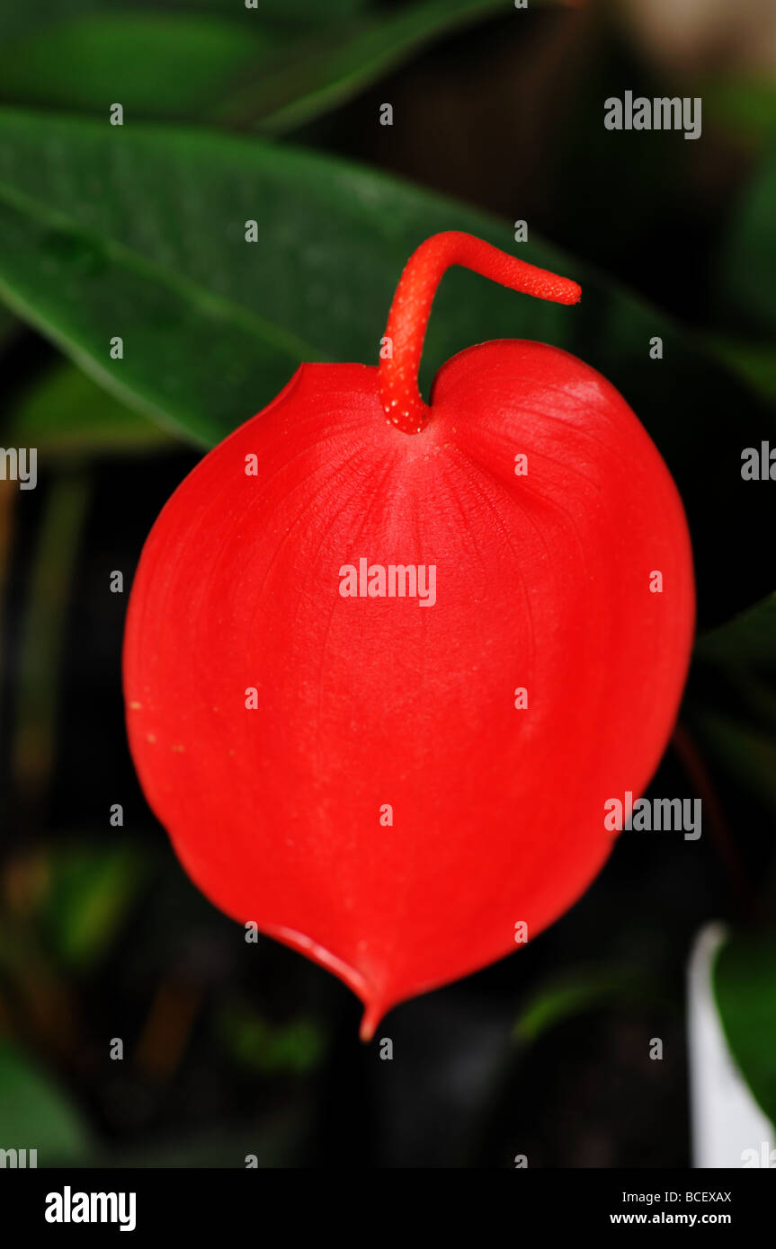 Fleurs TROPICALES : Rouge queue de cochon Banque D'Images