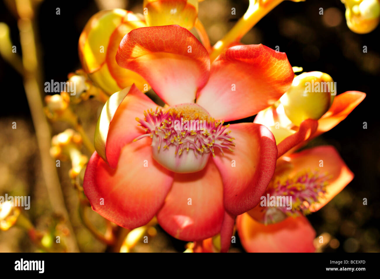 Fleurs roses de Cannon Ball tree. Banque D'Images