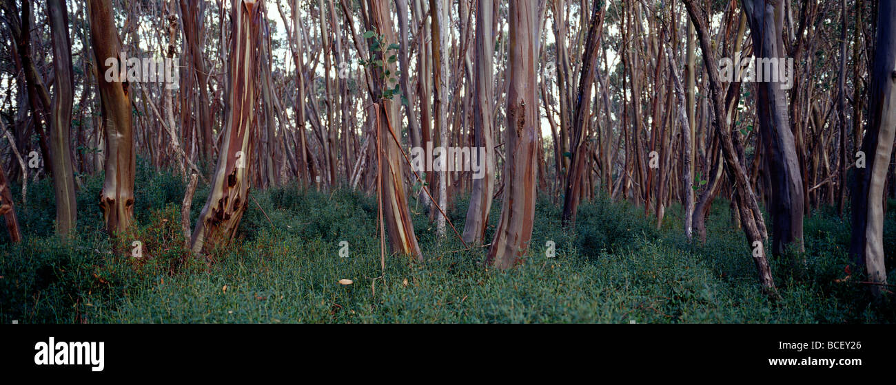 L'ajustement serré les troncs de gommier des neiges entourent une petite clairière alpine. Banque D'Images