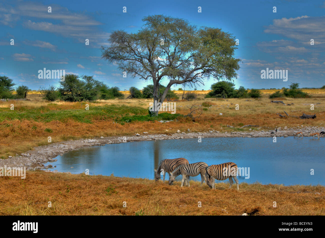 Burchell zèbres boire à un étang dans le parc national d'Etosha en Namibie Banque D'Images
