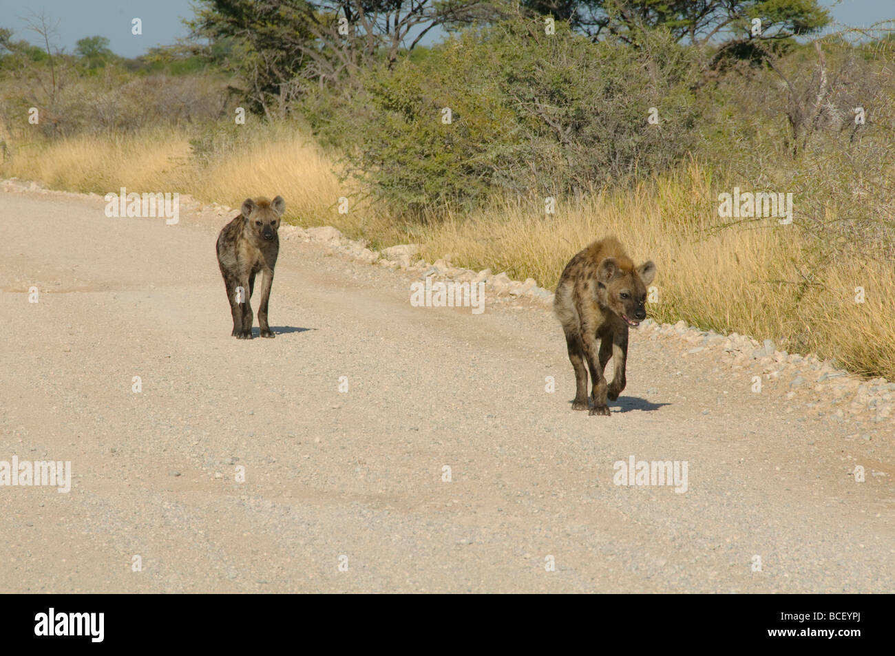 Hyènes sur le vagabondage dans le parc national d'Etosha en Namibie Banque D'Images