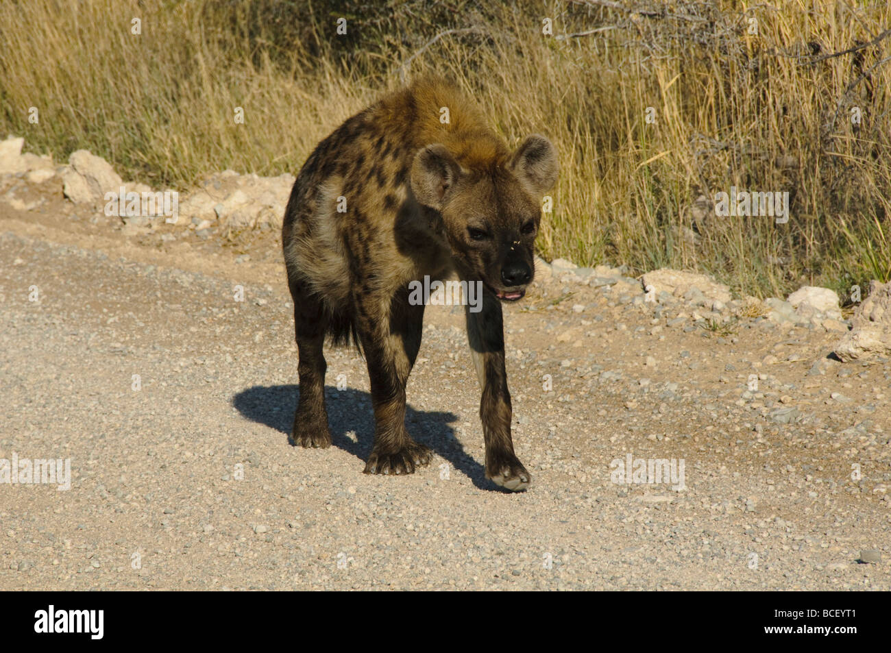 L'hyène tachetée sur le vagabondage dans le parc national d'Etosha en Namibie Banque D'Images