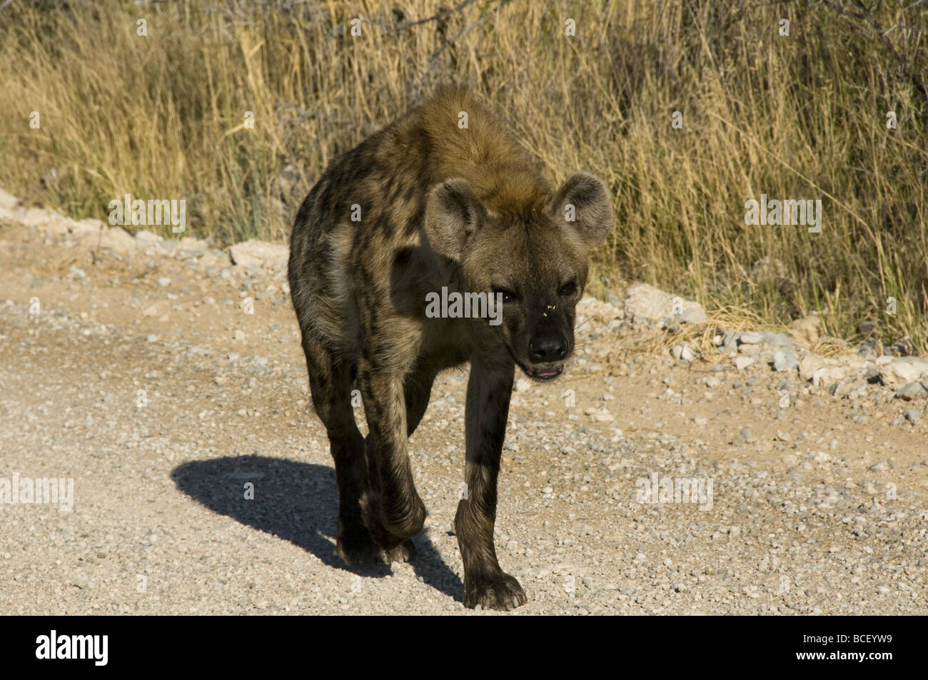 L'hyène tachetée sur le vagabondage dans le parc national d'Etosha en Namibie Banque D'Images
