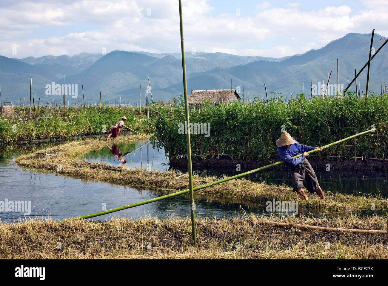 Le Myanmar. La Birmanie. Lac Inle. Deux hommes ethnie Intha déplacer en place un sol fertile de gazon avant de jalonner d'étendre un jardin flottant. Banque D'Images