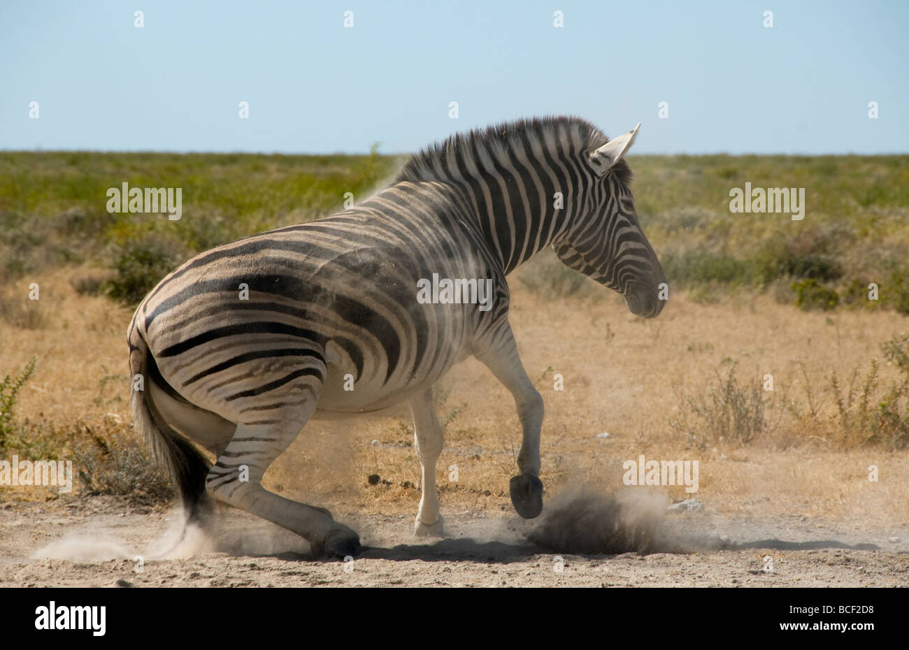 Burchell zebra jouant dans la poussière dans le parc national d'Etosha en Namibie Banque D'Images