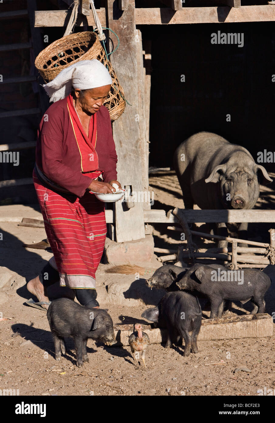 Le Myanmar. La Birmanie. Wanpauk village. Une femme de l'Tibetan-Myanmar Palaung groupe de tribus se nourrit ses porcs à Wanpauk village. Banque D'Images