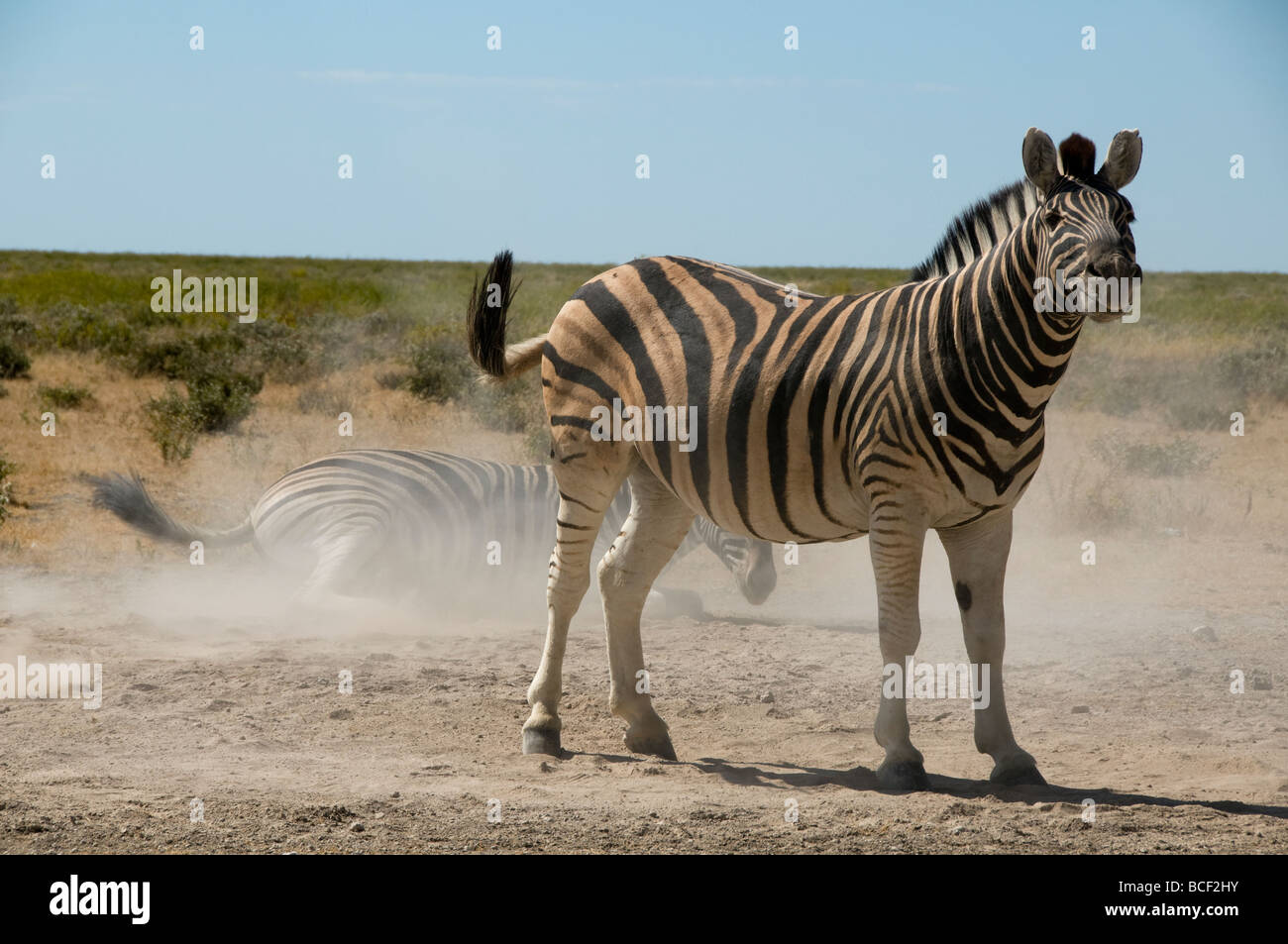 Les zèbres Burchell jouant dans la poussière dans le parc national d'Etosha en Namibie Banque D'Images