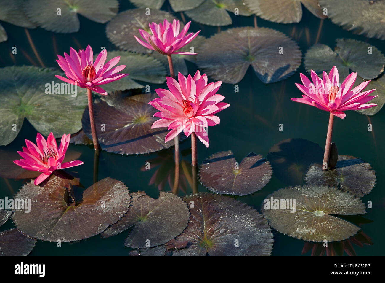 Le Myanmar, Birmanie, Sittwe. Belles fleurs de lotus s'épanouissent dans un étang d'eau de pluie à la périphérie de Sittwe. Banque D'Images