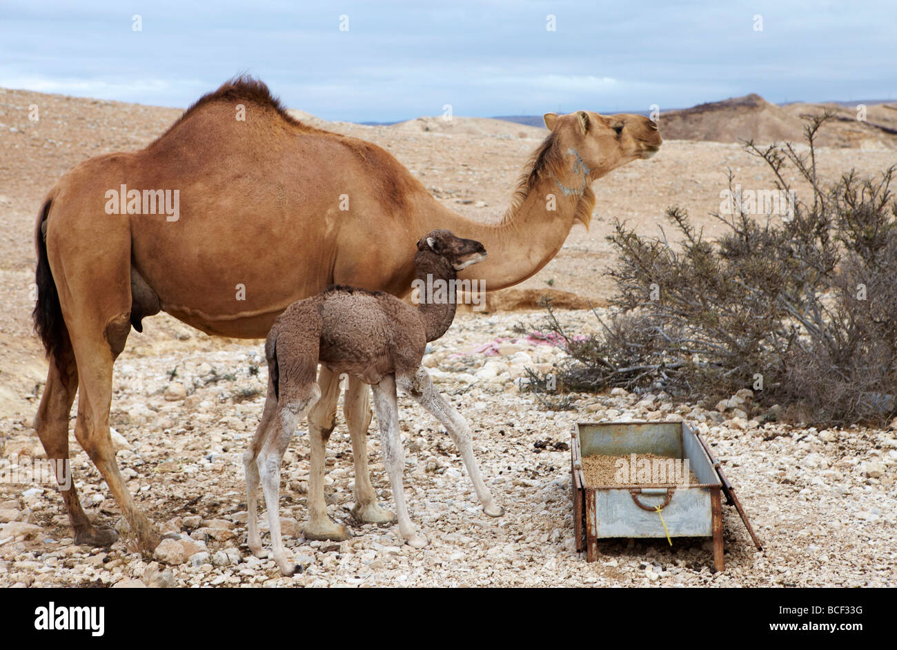 Oman, Dhofar. Un chameau d'Arabie avec son bébé de 7 jours vérifie l'horizon avant de manger. Banque D'Images