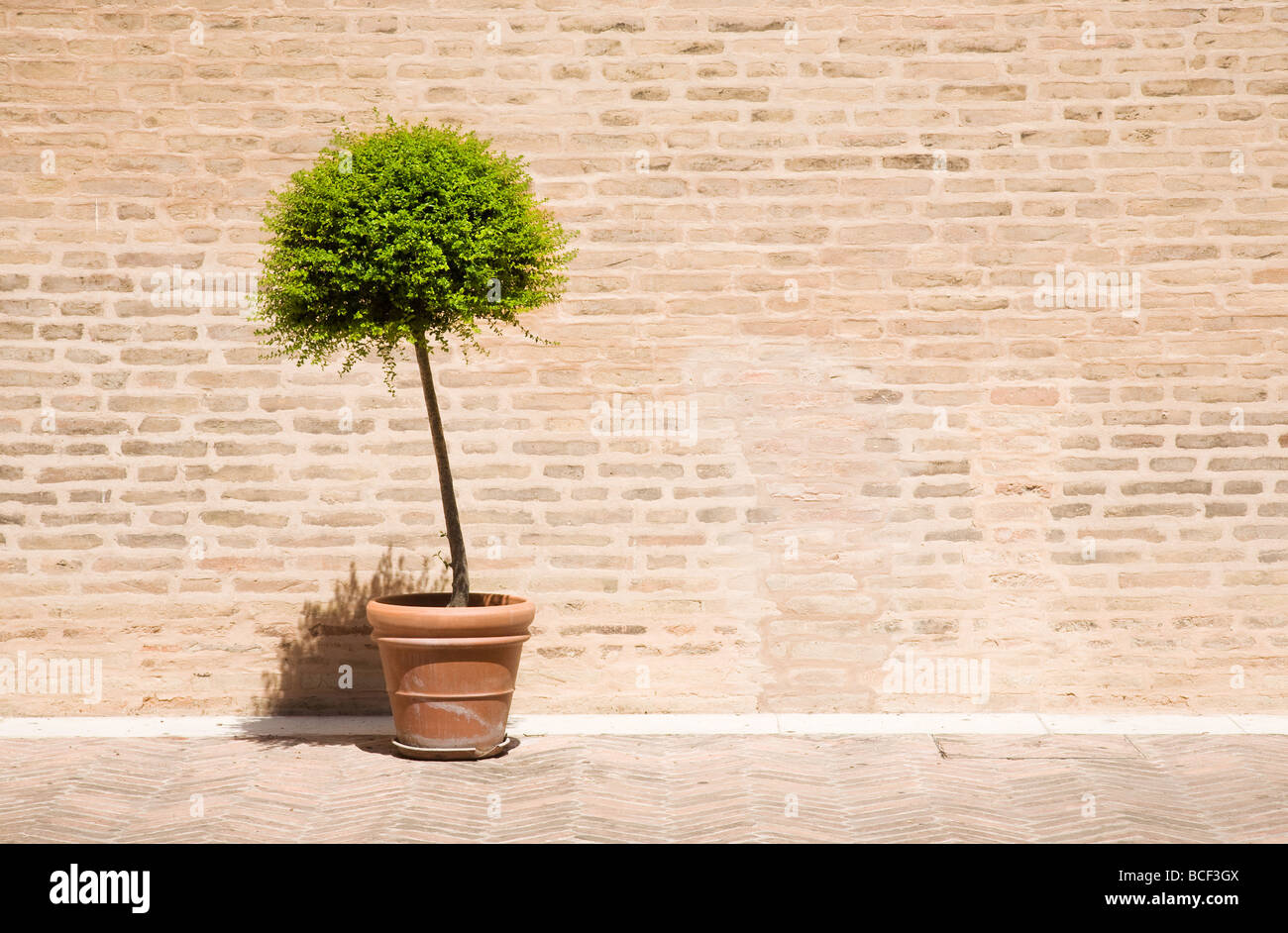 Arbre dans un pot de fleurs sur fond de mur de briques Banque D'Images