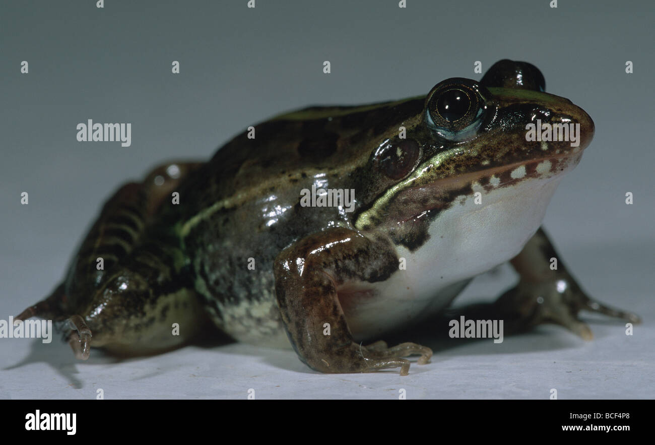 Ptychadena mascareniensis Grenouille, Mascarene Banque D'Images