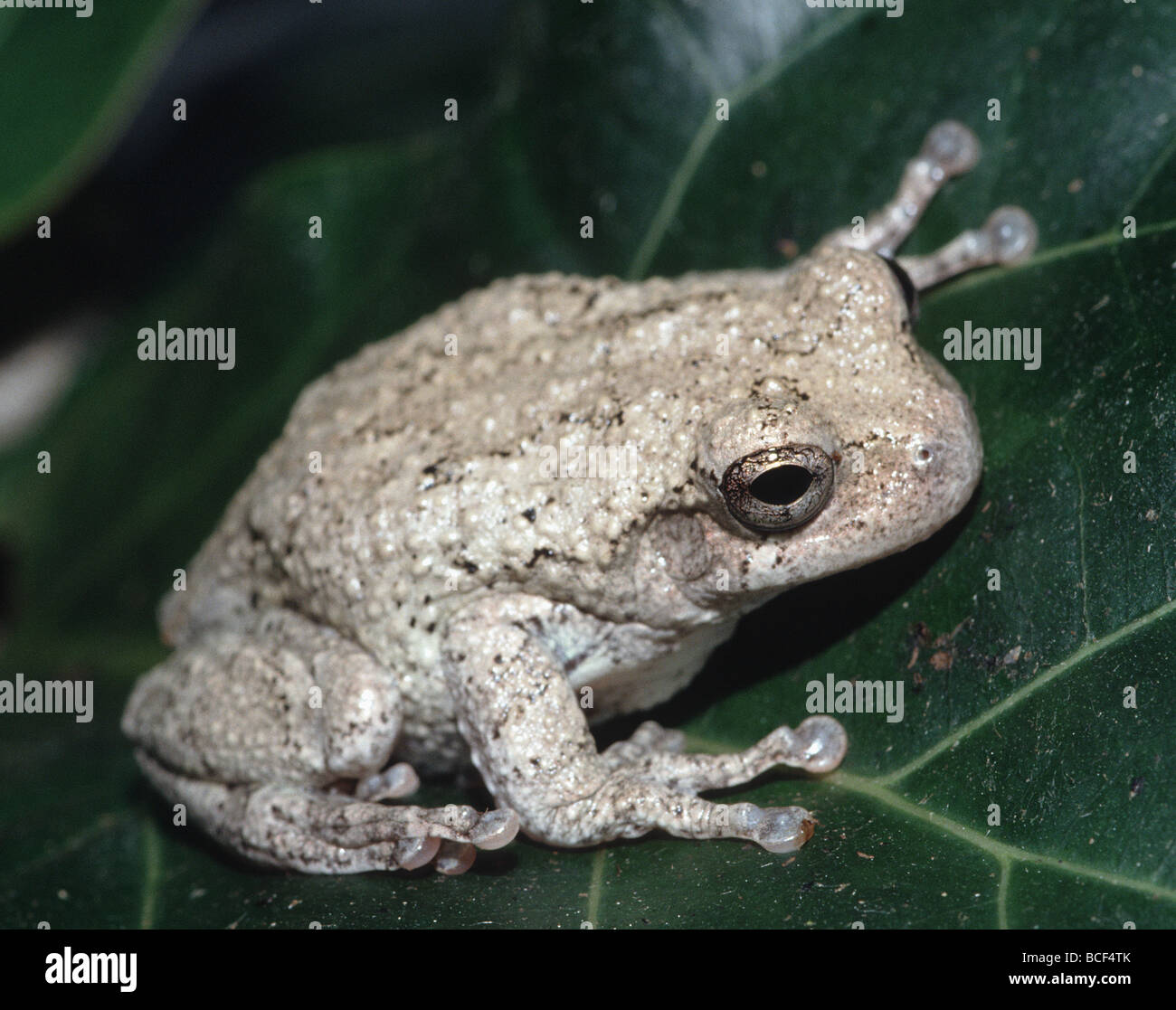 La rainette versicolore, Hyla versicolor United States Banque D'Images