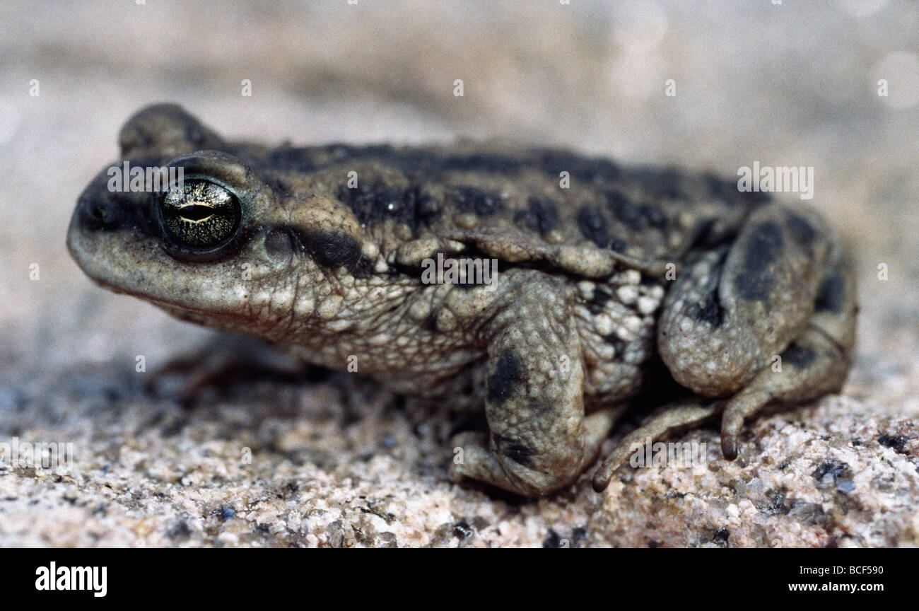 Pampa de Achala crapaud Bufo achalensis endémique à la Pampa de Achala dans la province centrale de Cordoba, Argentine. Banque D'Images