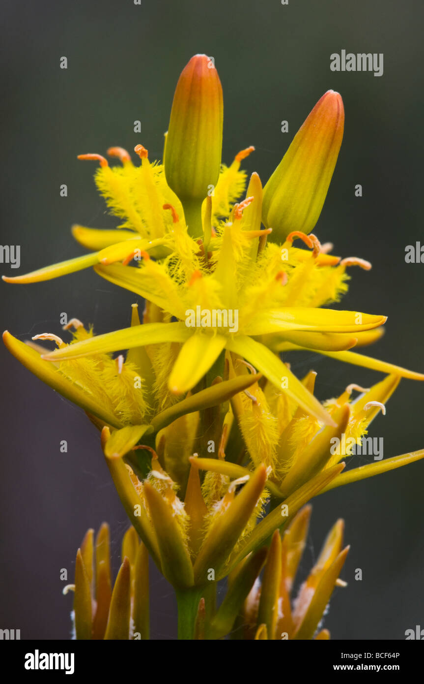 Bog asphodel Banque D'Images