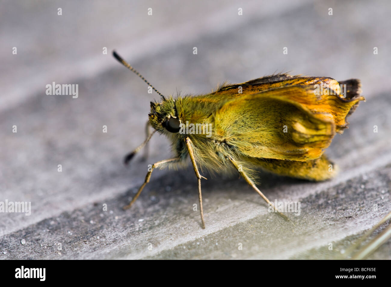 Grand skipper butterfly Banque D'Images