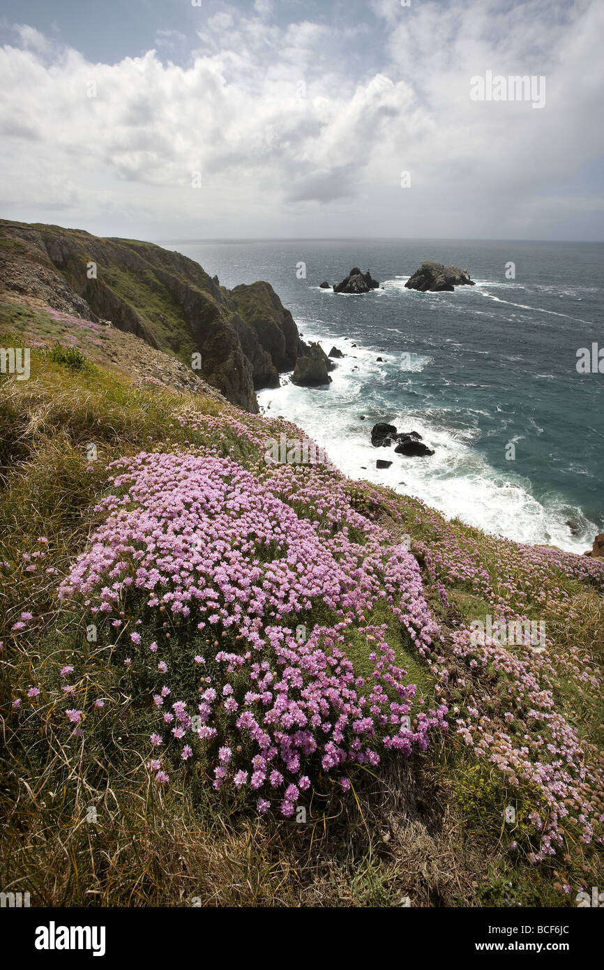 Tapis de fleurs sauvages, les falaises escarpées surplombant la colonie de Fou de Bassan sur l'île Les Etacs Alderney Channel Islands UK Banque D'Images