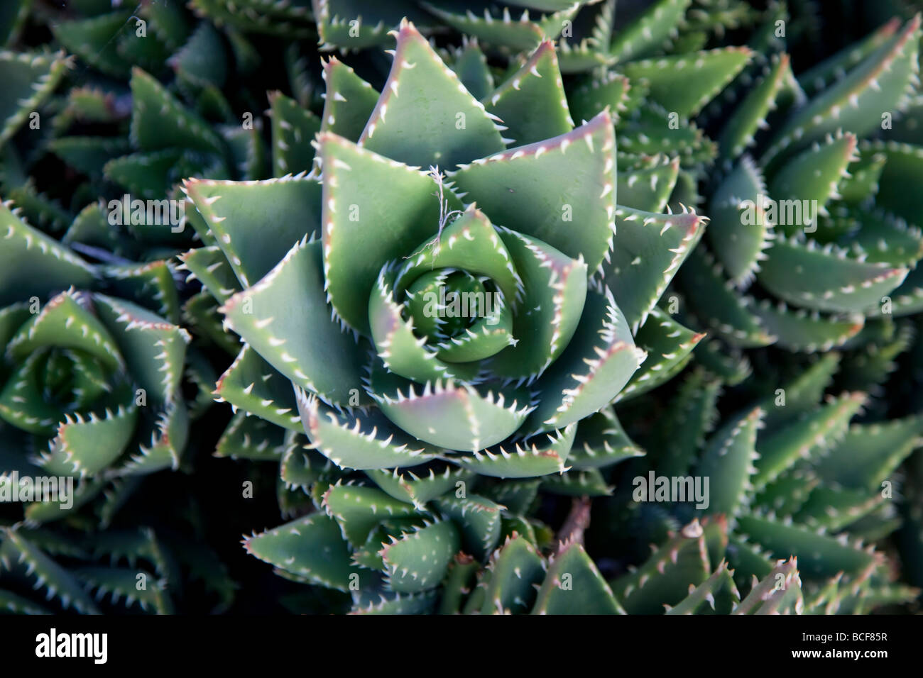Cactus, Fuerteventura, Îles Canaries, Espagne Banque D'Images
