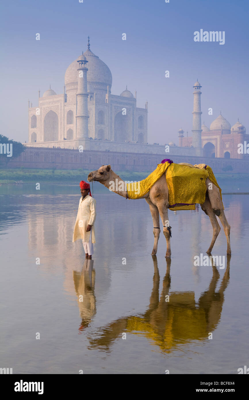 Camal & Driver, Taj Mahal, Agra, Uttar Pradesh, Inde, M. Banque D'Images