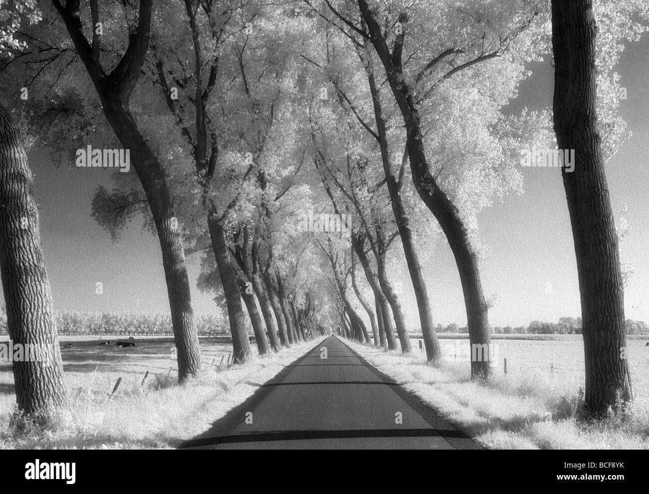 Une route bordée d'arbres dans les terres agricoles en Damme Belgique tourné sur Kodak Film infrarouge connu pour des grains et numérisée du tambour Banque D'Images