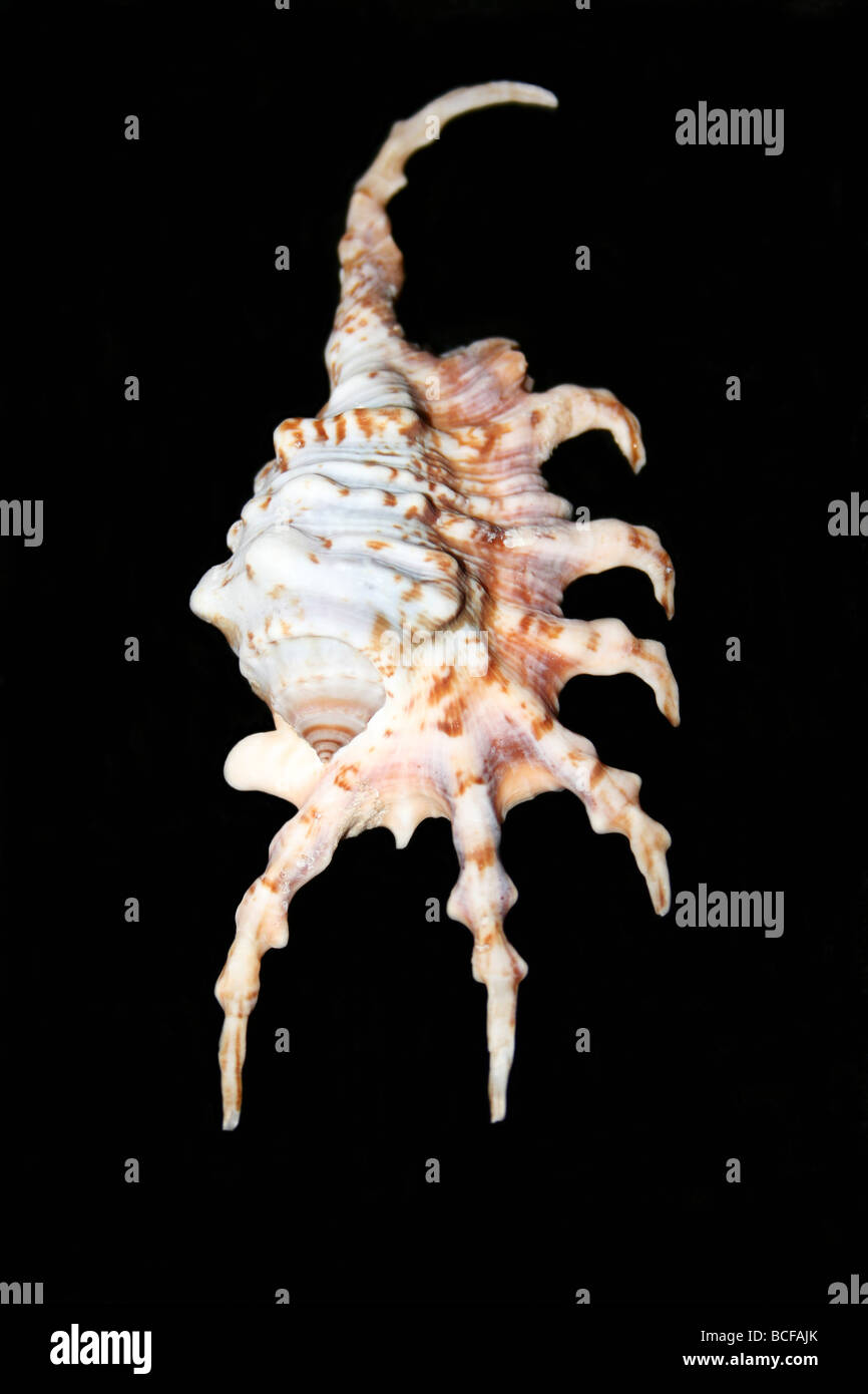 Araignée Scorpion Conque Lambis scorpius Banque D'Images
