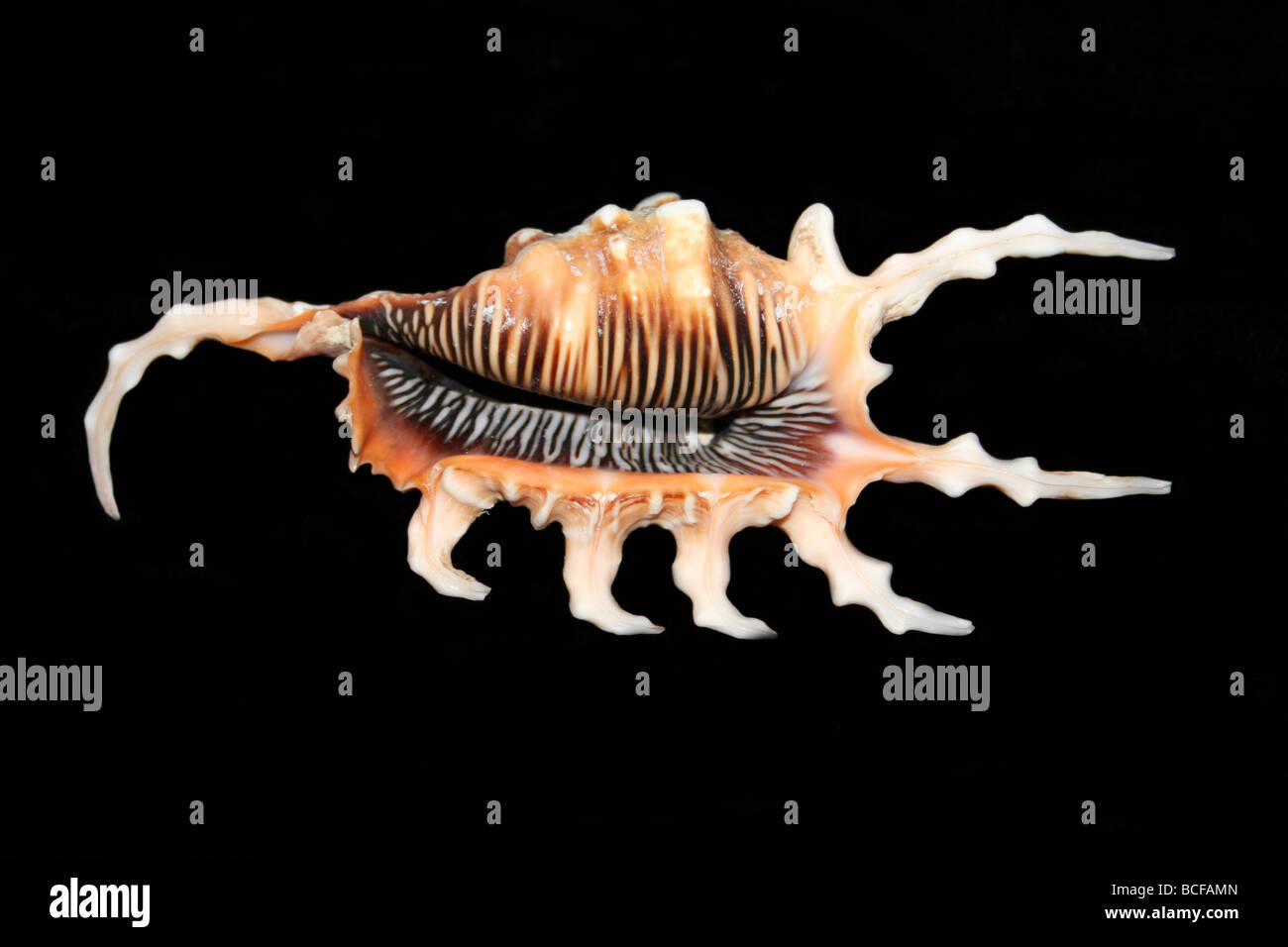 Araignée Scorpion Conque Lambis scorpius Banque D'Images