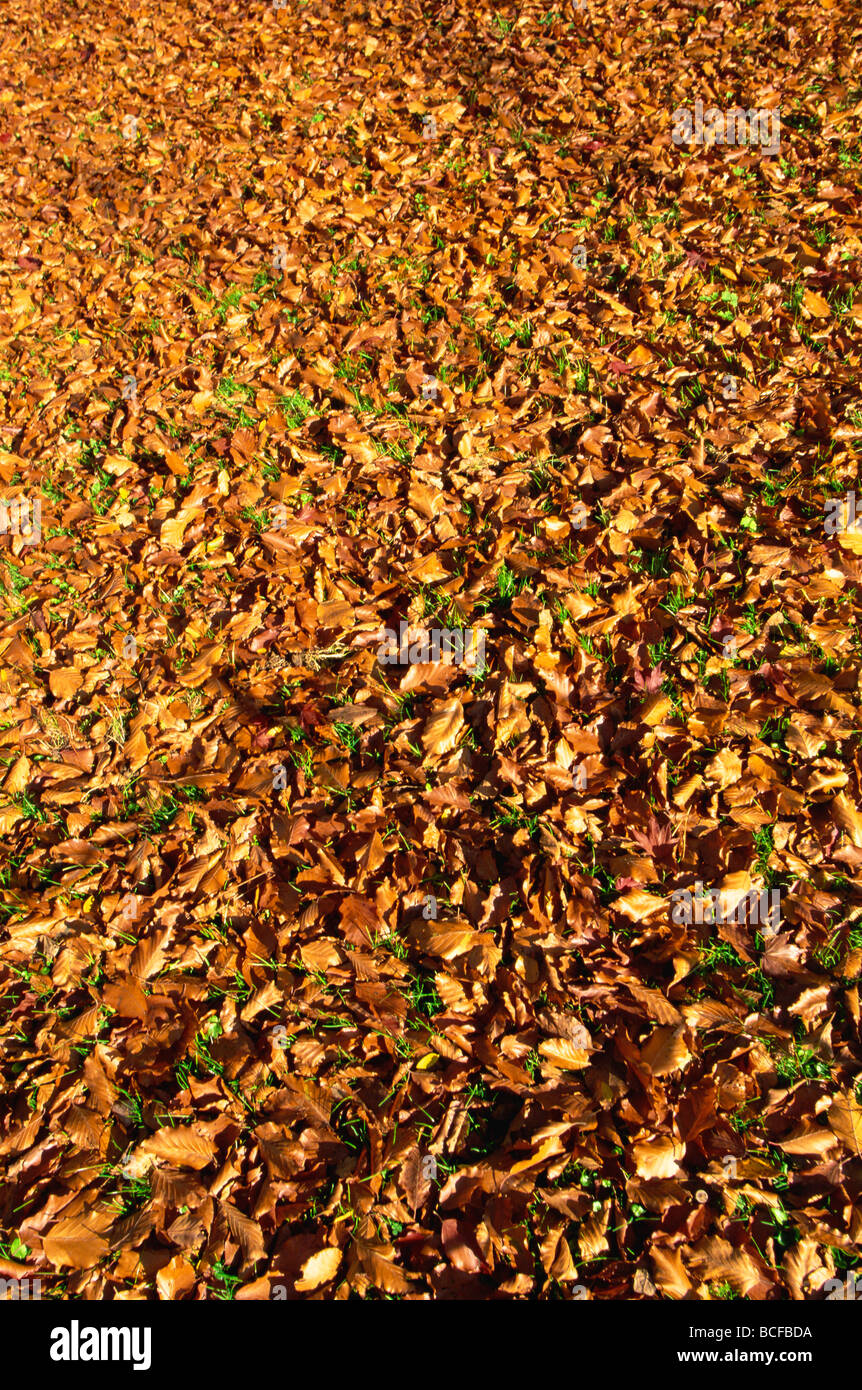 L'Angleterre, dans le Sussex, les feuilles d'automne à Sheffield Park Garden Banque D'Images