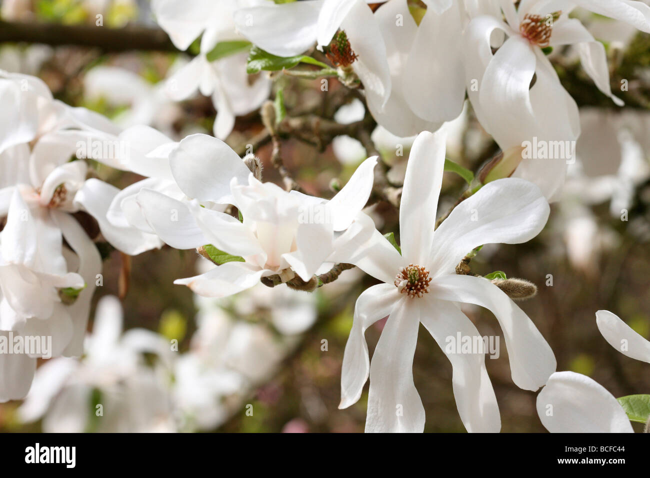 Magnolia blanc éclatant fine art photography Photographie Jane Ann Butler JABP430 Banque D'Images