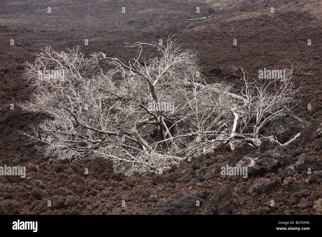 L'île de la réunion, le sud-est de la réunion, le Grand brûlé de la coulée de lave de la Fournaise, volcan de lave dans l'arborescence Banque D'Images