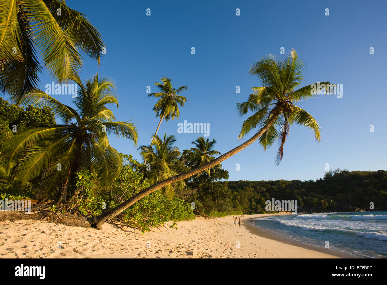 L'île de Mahé, Seychelles, Anse Takamaka beach, palm Banque D'Images
